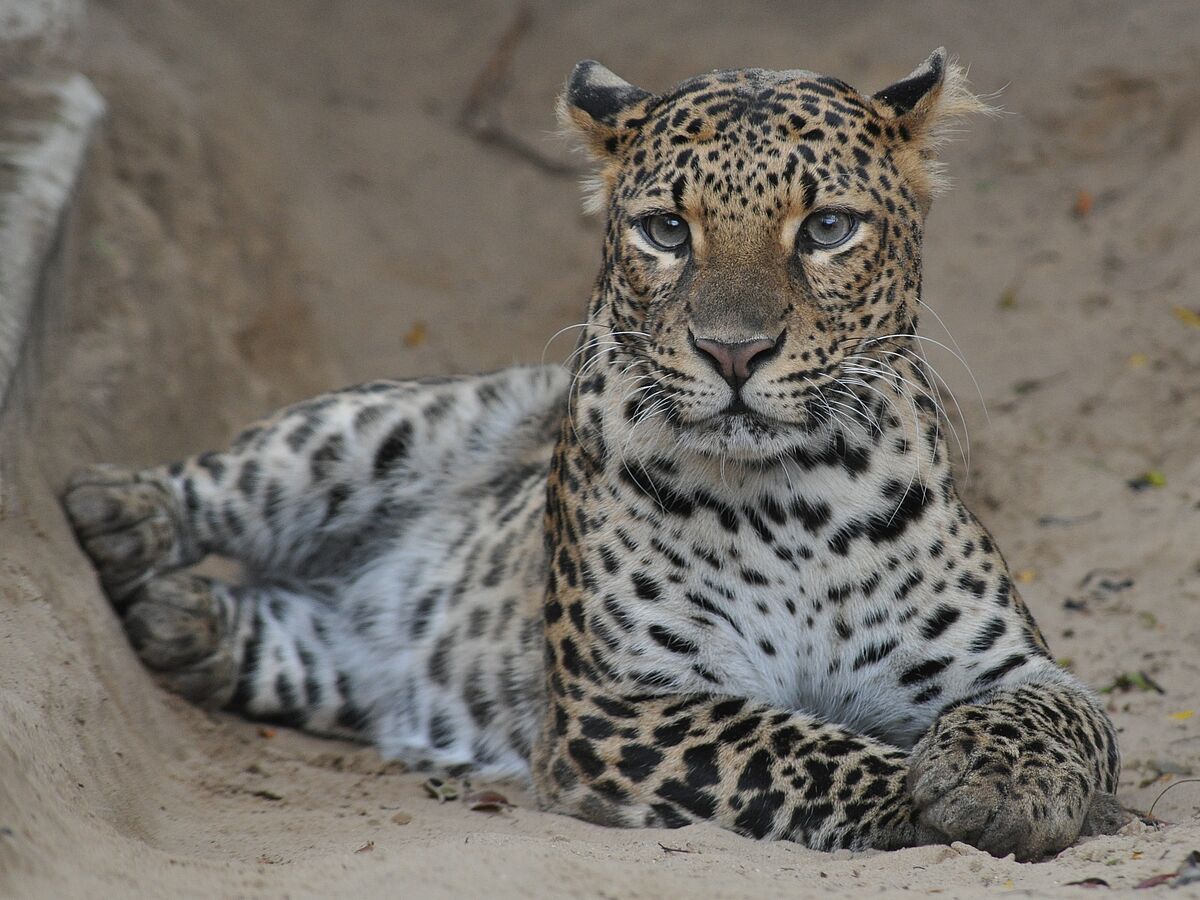 Java-Leoparden bedürfen dringend zusätzlicher Schutzanstrengungen