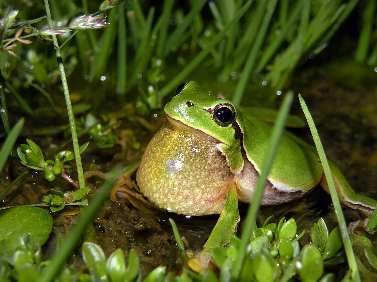 Sex with the other species: Tree frogs with foreign sex chromosomes are less fit