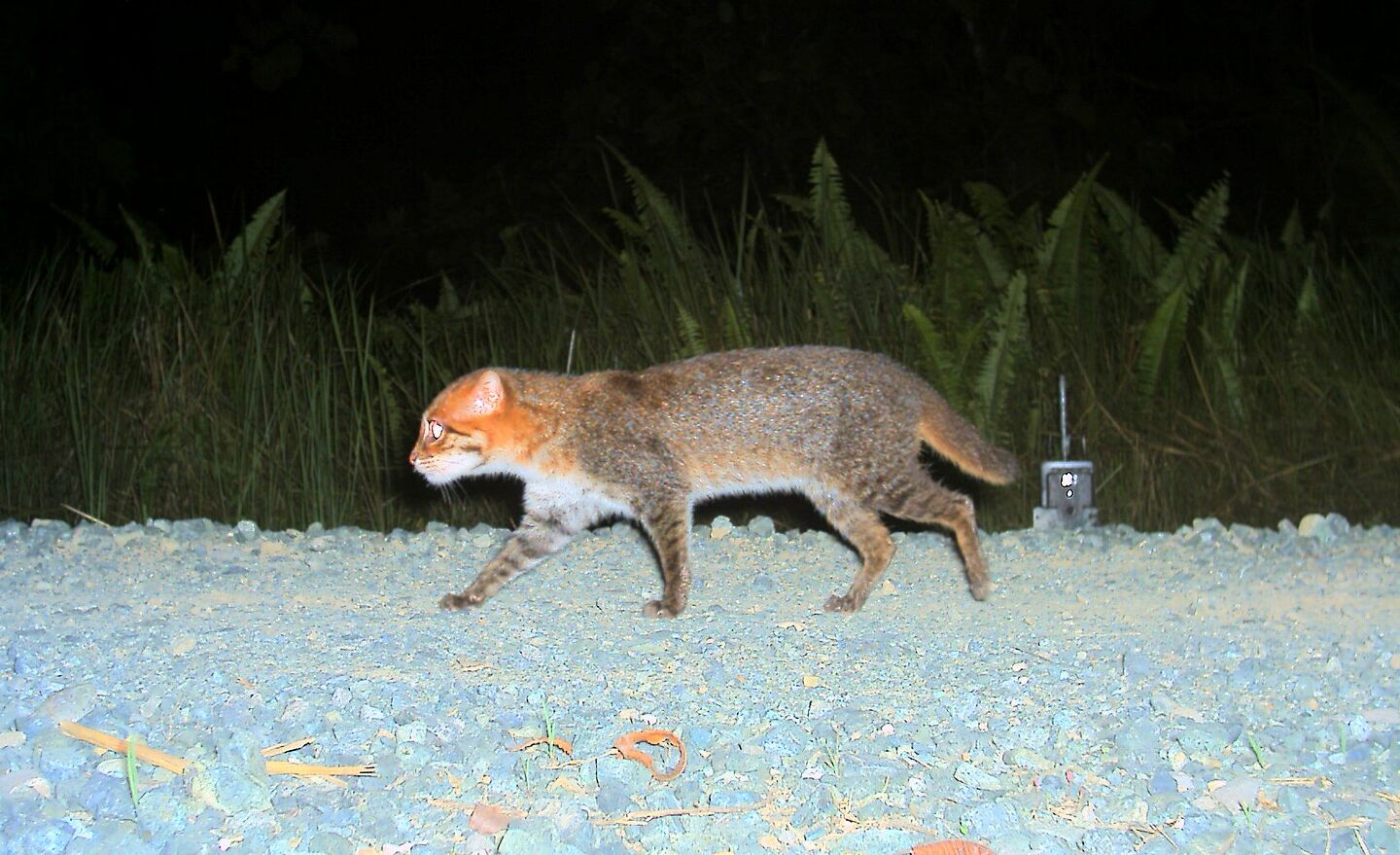 Gezielter Schutz für Borneos Raubtiere