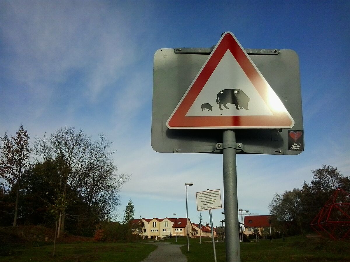 Berliner Wildschweine: Die einen treu im Kiez, die anderen aus dem Umland