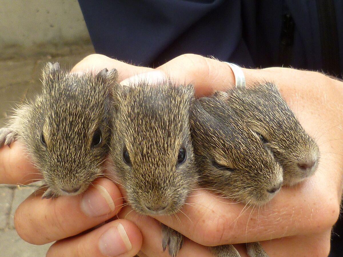 Wie der Vater so der Sohn: Epigenetik bei Wildmeerschweinchen