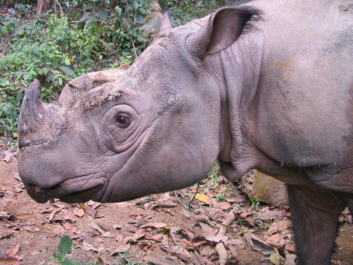 Offspring for Sumatran rhinos