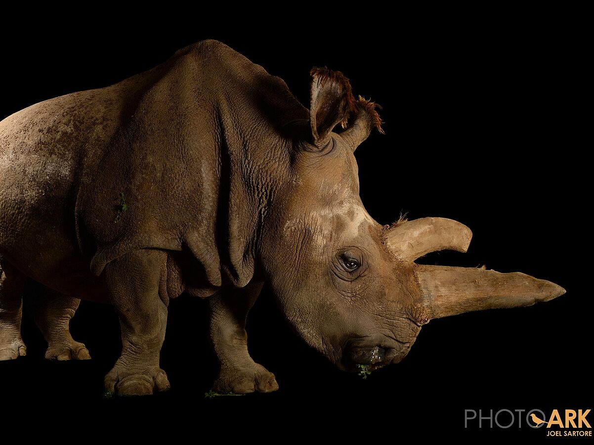 Forscher wollen das Nördliche Breitmaulnashorn retten