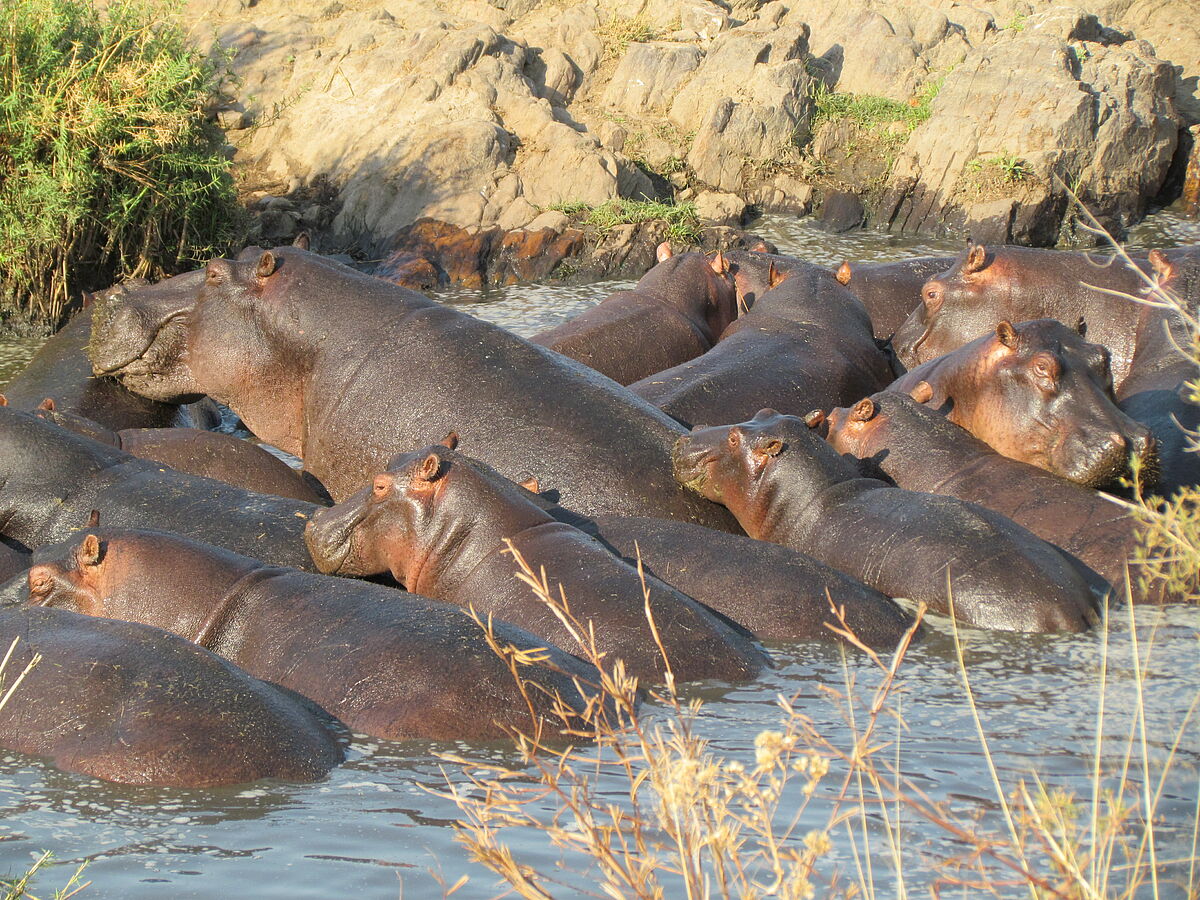 Flusspferde auf der Suche nach den letzten geeigneten Wasserstellen