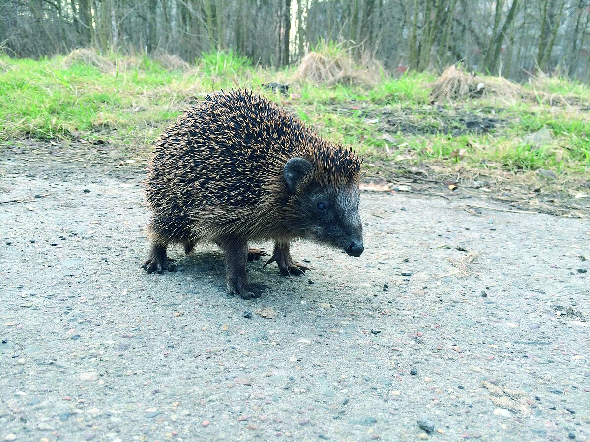 Wer tanzte am Wochenende mit dem Igel?