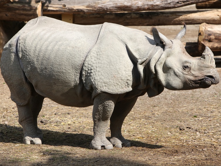 Imaging techniques can improve management and husbandry of rhinoceroses