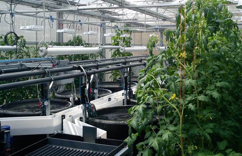 Zukunftstechnologie Aquaponik: Tomatenfisch springt in internationale Gewässer